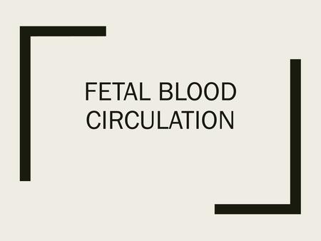 Fetal Blood Circulation