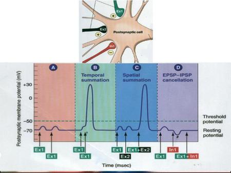 The Effects of Drugs on Neurotransmitters