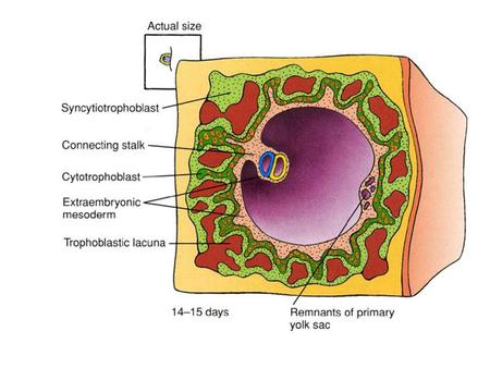 Why is gastrulation so important?