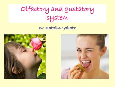 Olfactory and gustatory system