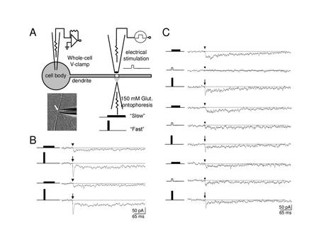 A C B electrical stimulation Whole-cell V-clamp cell body dendrite