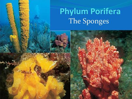 Phylum Porifera The Sponges.