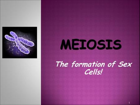 The formation of Sex Cells!