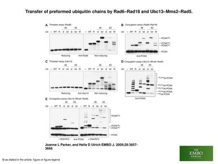 Transfer of preformed ubiquitin chains by Rad6–Rad18 and Ubc13–Mms2–Rad5. Transfer of preformed ubiquitin chains by Rad6–Rad18 and Ubc13–Mms2–Rad5. Abbreviations.