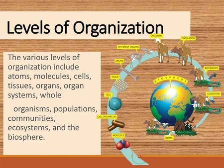 Levels of Organization