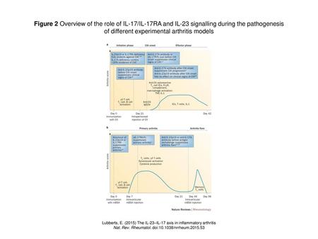 of different experimental arthritis models