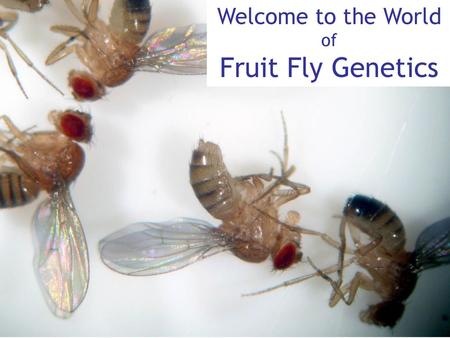 Welcome to the World of Fruit Fly Genetics.