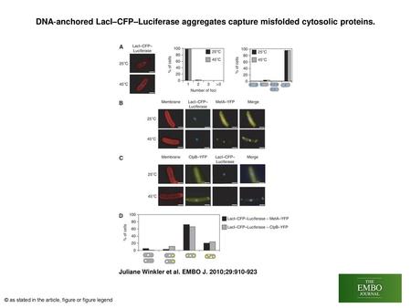 DNA‐anchored LacI–CFP–Luciferase aggregates capture misfolded cytosolic proteins. DNA‐anchored LacI–CFP–Luciferase aggregates capture misfolded cytosolic.