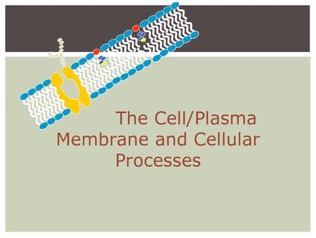 The Cell/Plasma Membrane and Cellular Processes