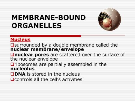 MEMBRANE-BOUND ORGANELLES