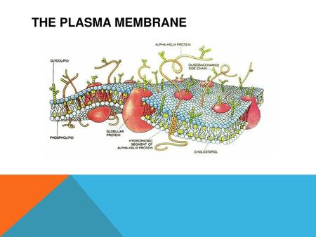 The Plasma Membrane.