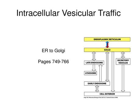 Intracellular Vesicular Traffic