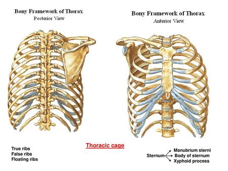 Thoracic cage True ribs Manubrium sterni False ribs