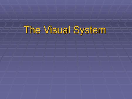 The Visual System.