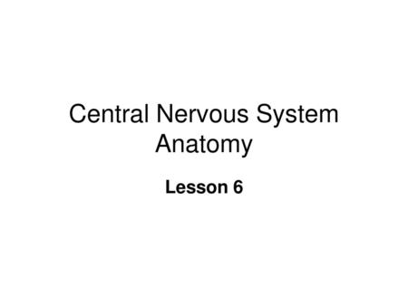 Central Nervous System Anatomy