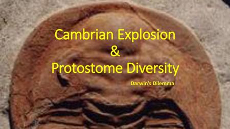 Cambrian Explosion & Protostome Diversity