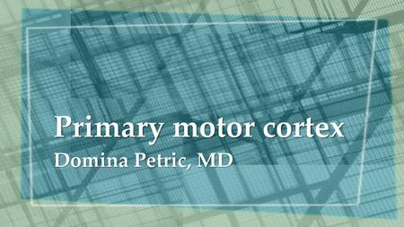 Primary motor cortex Domina Petric, MD.