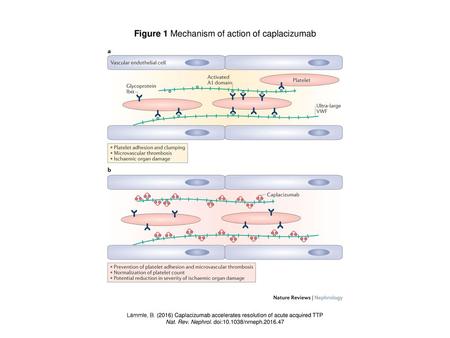 Figure 1 Mechanism of action of caplacizumab