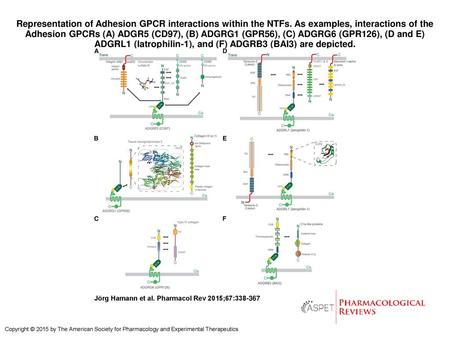 Representation of Adhesion GPCR interactions within the NTFs