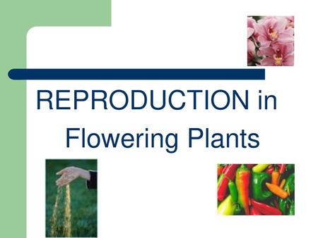 REPRODUCTION in Flowering Plants.