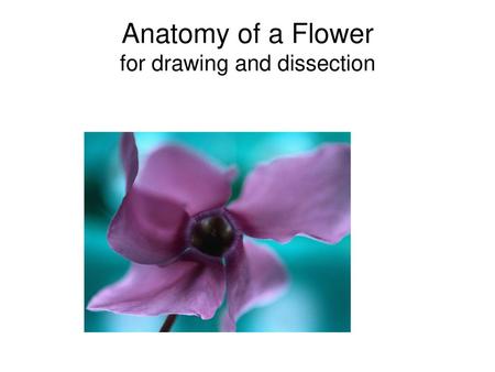 Anatomy of a Flower for drawing and dissection