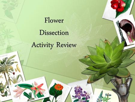 Flower Dissection Activity Review