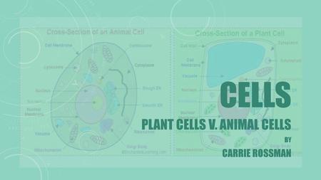 Plant Cells v. Animal Cells By Carrie Rossman