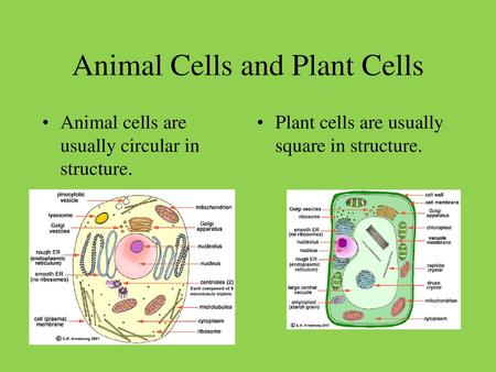 Animal Cells and Plant Cells