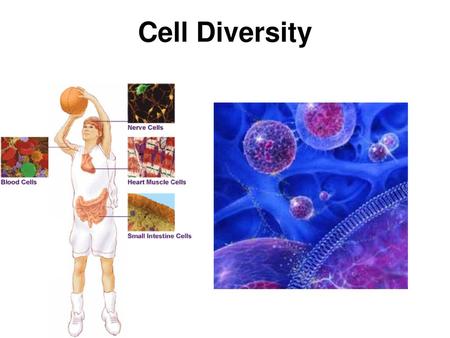 Cell Diversity.