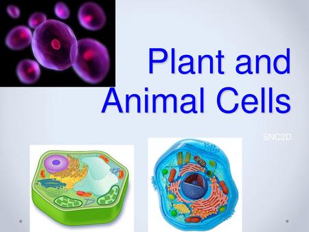 Plant and Animal Cells SNC2D.