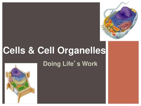 Cells & Cell Organelles