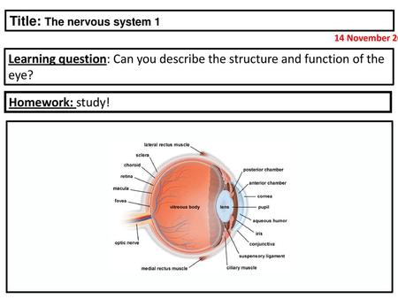 Title: The nervous system 1