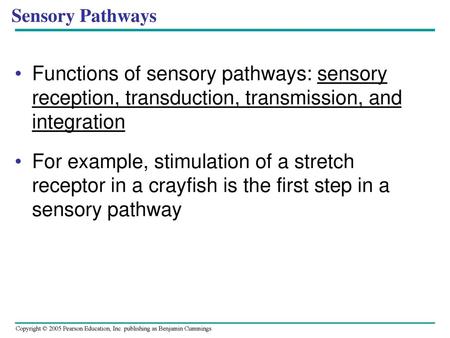 Sensory Pathways Functions of sensory pathways: sensory reception, transduction, transmission, and integration For example, stimulation of a stretch receptor.