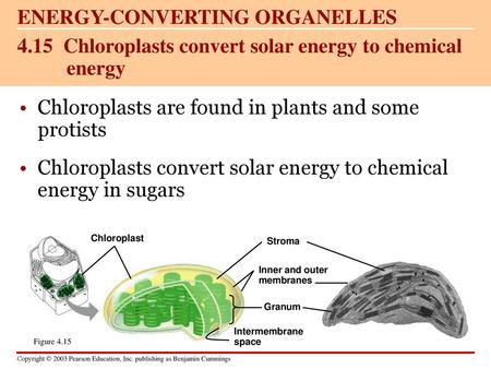 4.15 Chloroplasts convert solar energy to chemical energy