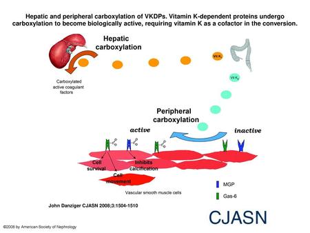 Hepatic and peripheral carboxylation of VKDPs