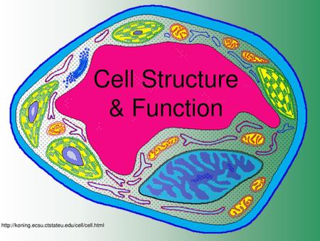 Cell Structure & Function