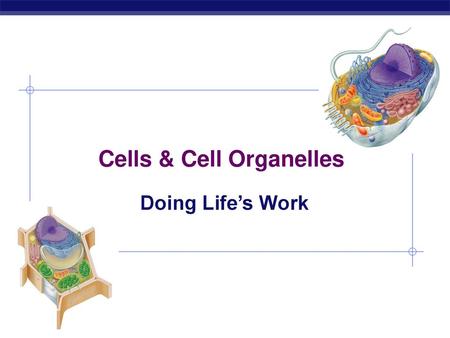 Cells & Cell Organelles