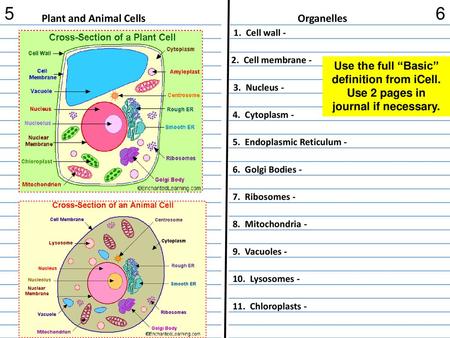 5 6 Plant and Animal Cells Organelles