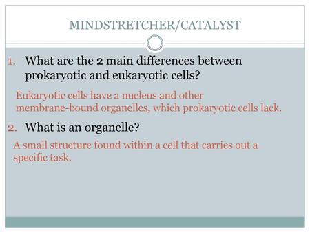 MINDSTRETCHER/CATALYST