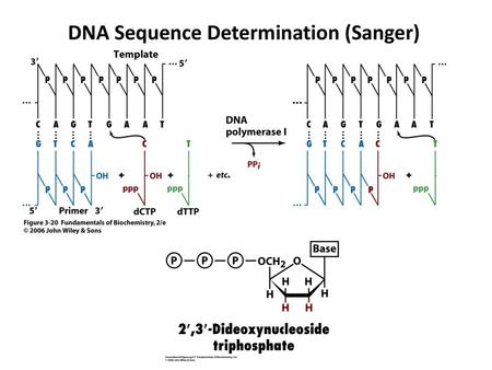 DNA Sequence Determination (Sanger)