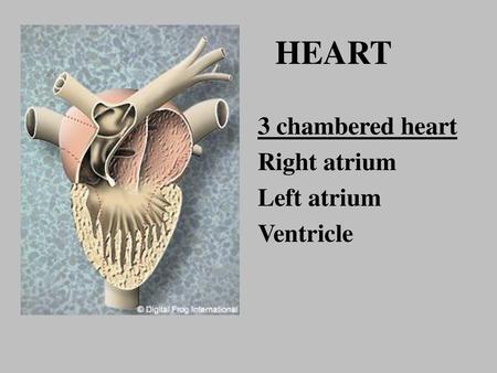 HEART 3 chambered heart Right atrium Left atrium Ventricle.