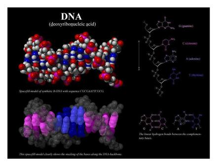 DNA strand synthesis by formation of phosphodiester bonds.