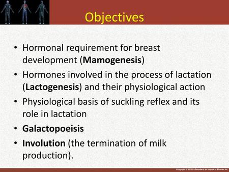 Objectives Hormonal requirement for breast development (Mamogenesis)