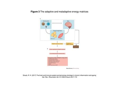 Figure 3 The adaptive and maladaptive energy matrices