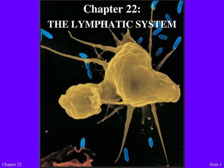 Chapter 22: THE LYMPHATIC SYSTEM Chapter 22 Bio 204.