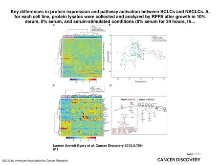 Key differences in protein expression and pathway activation between SCLCs and NSCLCs. A, for each cell line, protein lysates were collected and analyzed.