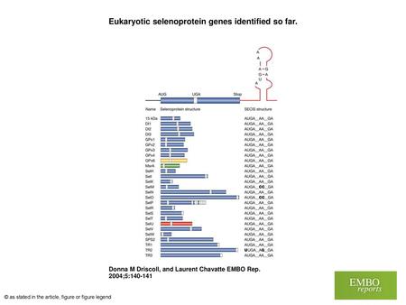 Eukaryotic selenoprotein genes identified so far.