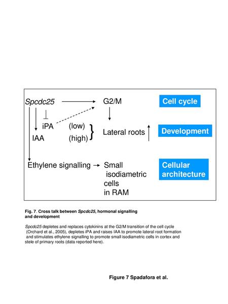 } Spcdc25 G2/M Cell cycle iPA (low) Lateral roots Development IAA