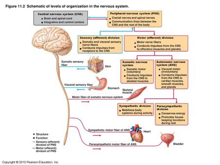 Figure 11.2 Schematic of levels of organization in the nervous system.