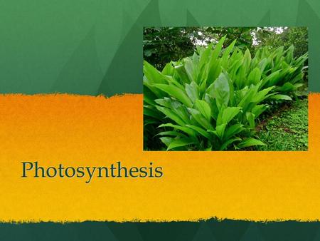 Photosynthesis.